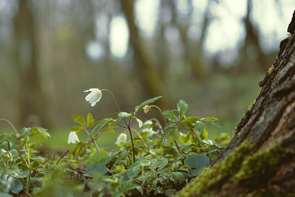 Wald als Beitrag zur Gesundheit I Panta Rhei Blog