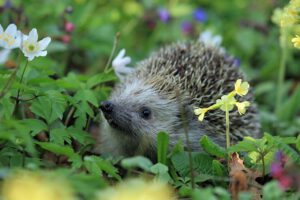 Igel als Fressfeindvon Nacktschnecken I Panta Rhei
