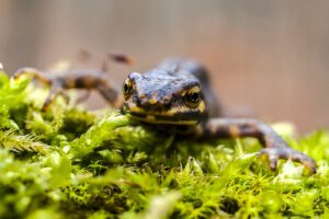 Molche fressen gerne Nacktschnecken I Panta Rhei