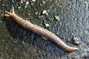Tigerschnegel als Fressfeind der Nacktschnecke I Panta Rhei - Energie im Fluss