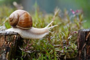 Weinbergschnecke I Panta Rhei