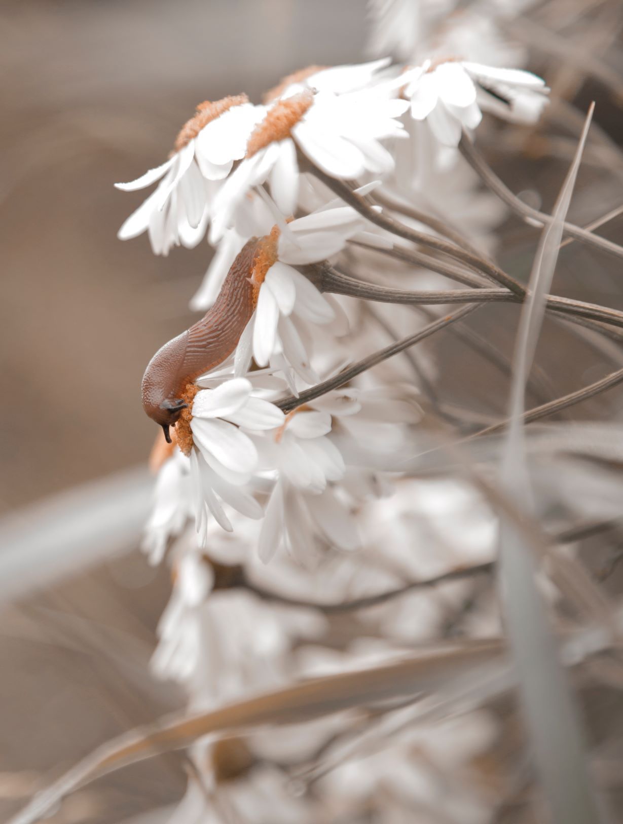 Nacktschnecke auf Blume I Panta Rhei - Energie im Fluss