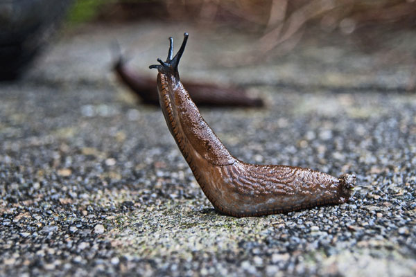 Nacktschnecken im Garten - Panta Rhei Blog