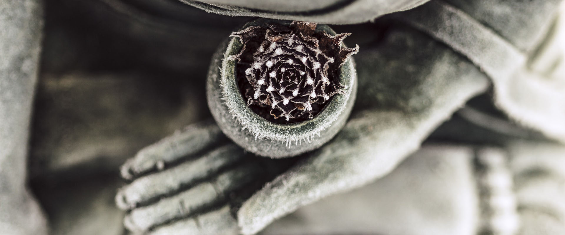 Bluem in Buddhas Hand - Seele & Geist Seite - Panta Rhei Blog
