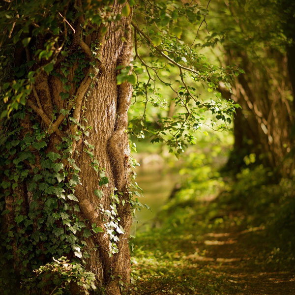 Gesundheit aus dem Wald - Waldbaden I Panta Rhei Blog