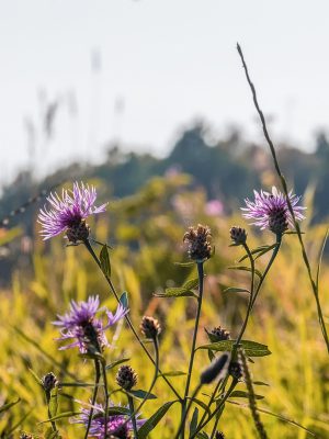 raeucherbuendel-flockenblume-wildblumen-kraeuter-panta-rhei