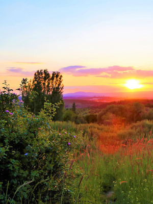 raeucherbuendel-sammlung-wildblumen-kraeuter-panta-rhei