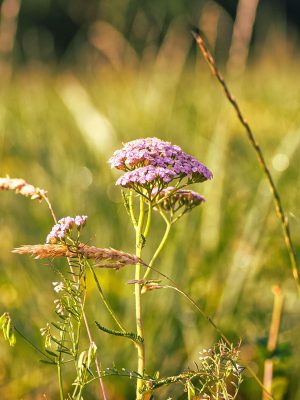 raeucherbuendel-schafgarbe-wildblumen-kraeuter-panta-rhei
