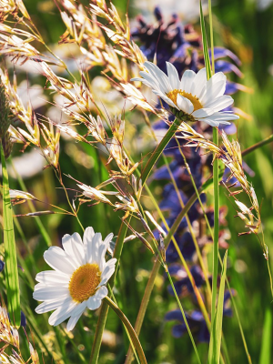 raeucherbuendel-wiese-wildblumen-kraeuter-panta-rhei