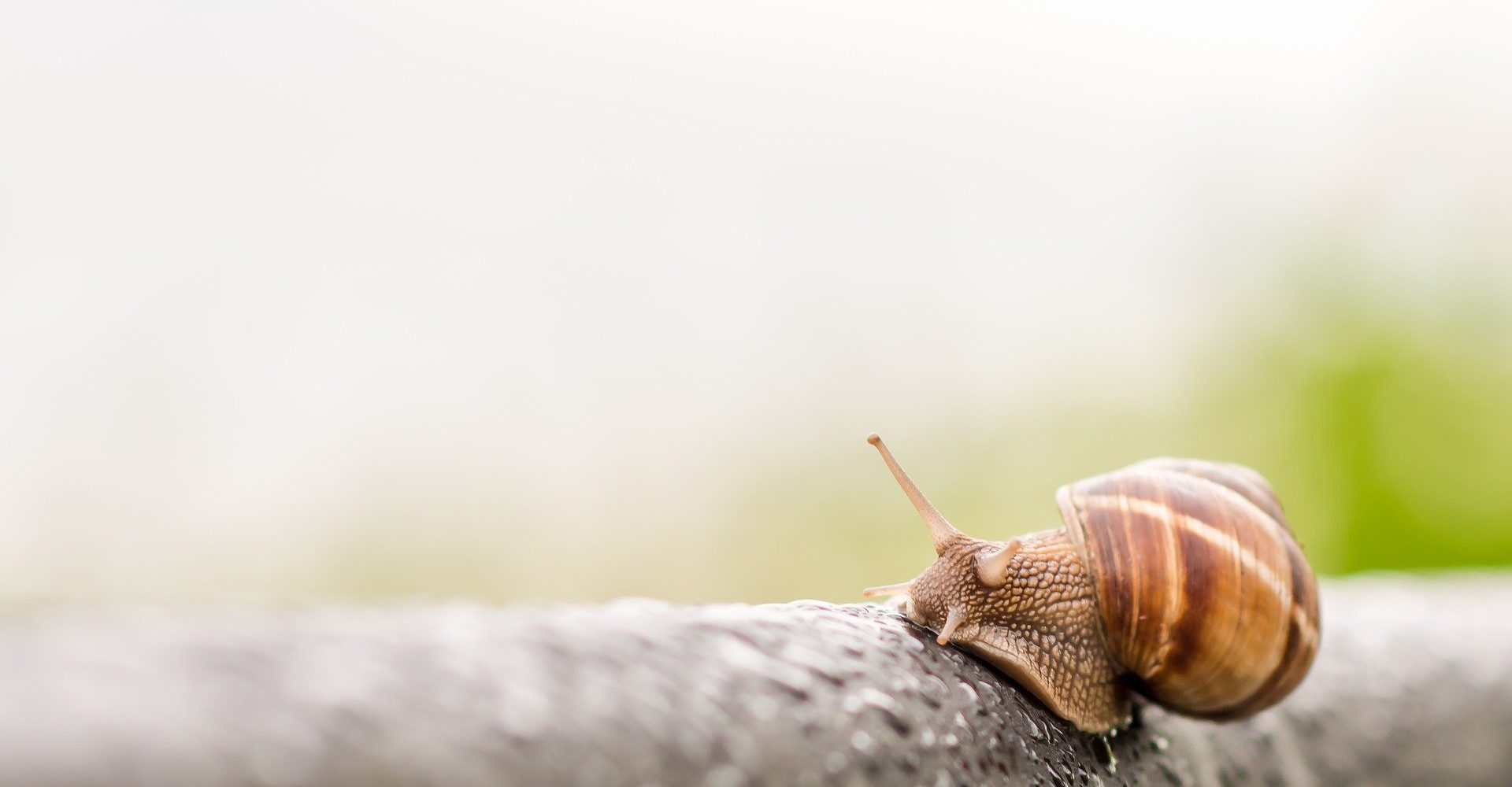 weinbergschnecke_garten-panta_rhei_lebensfluss